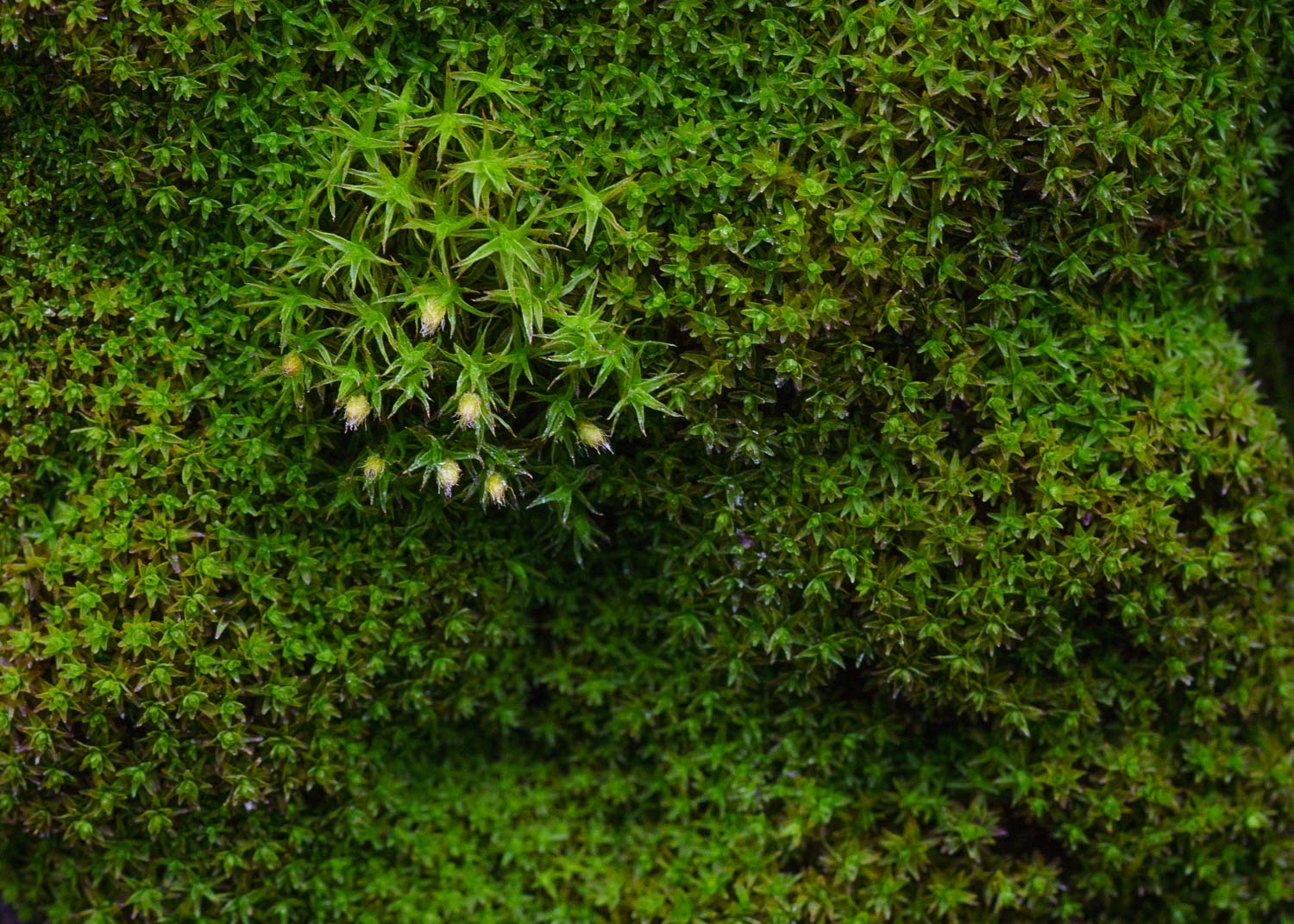 Metsäluontoa. Valokuva.