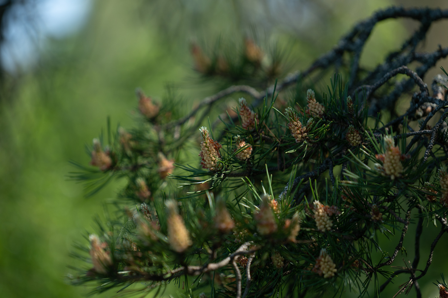 Havumetsän luonto. Valokuva.