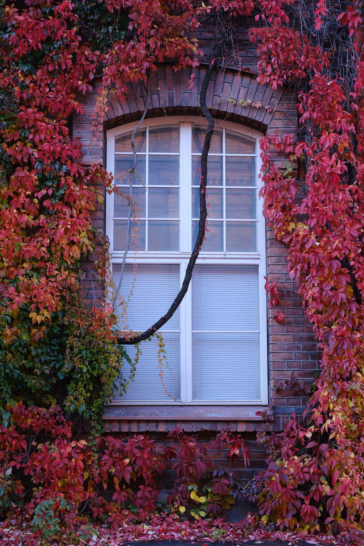 Kasvien peittämä rakennus Tampereella. Valokuva.