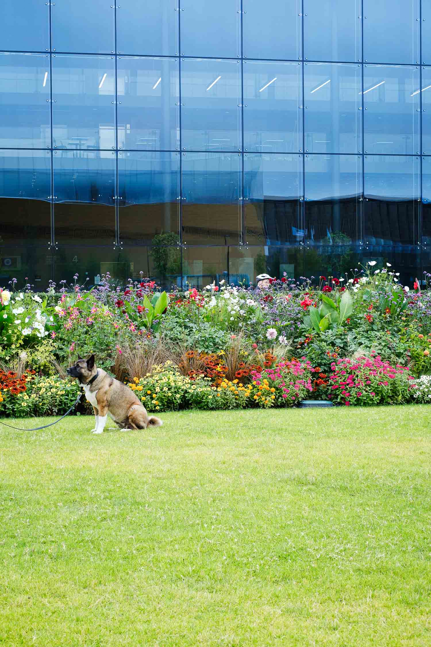 Viheralue Helsingin puistossa. Valokuva.