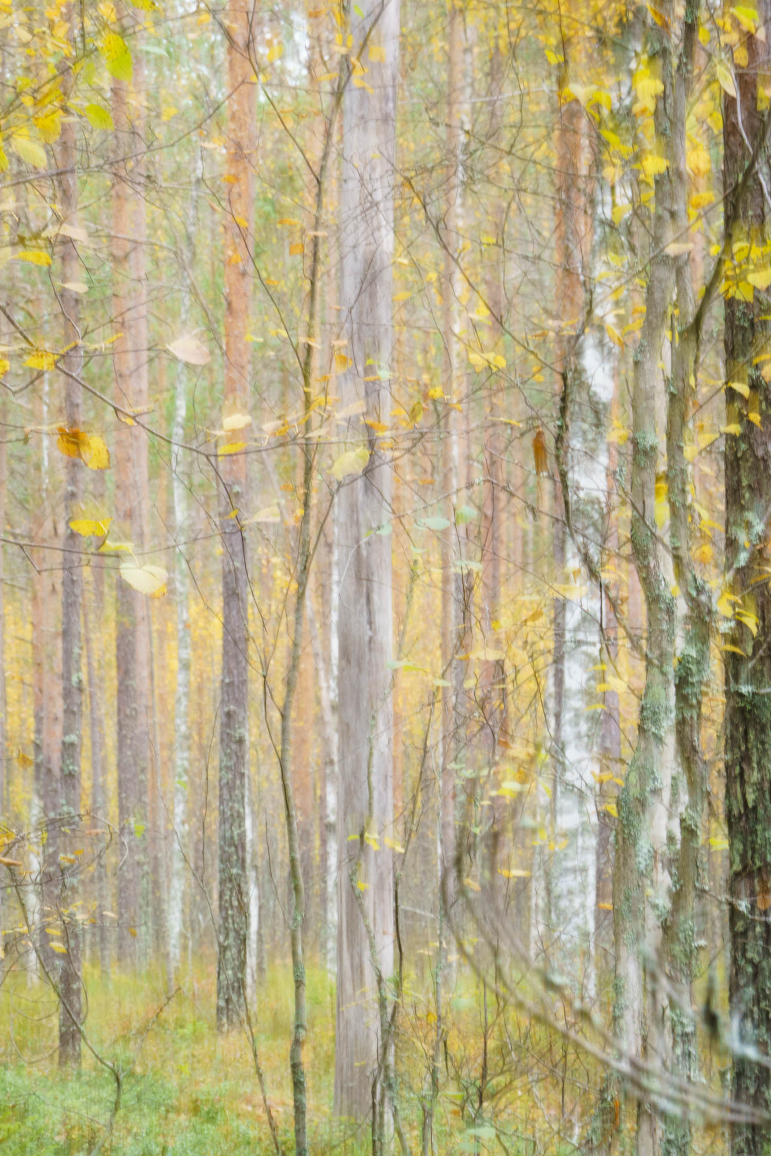 Kintulammen retkeilyalue Tampereella. Valokuva.