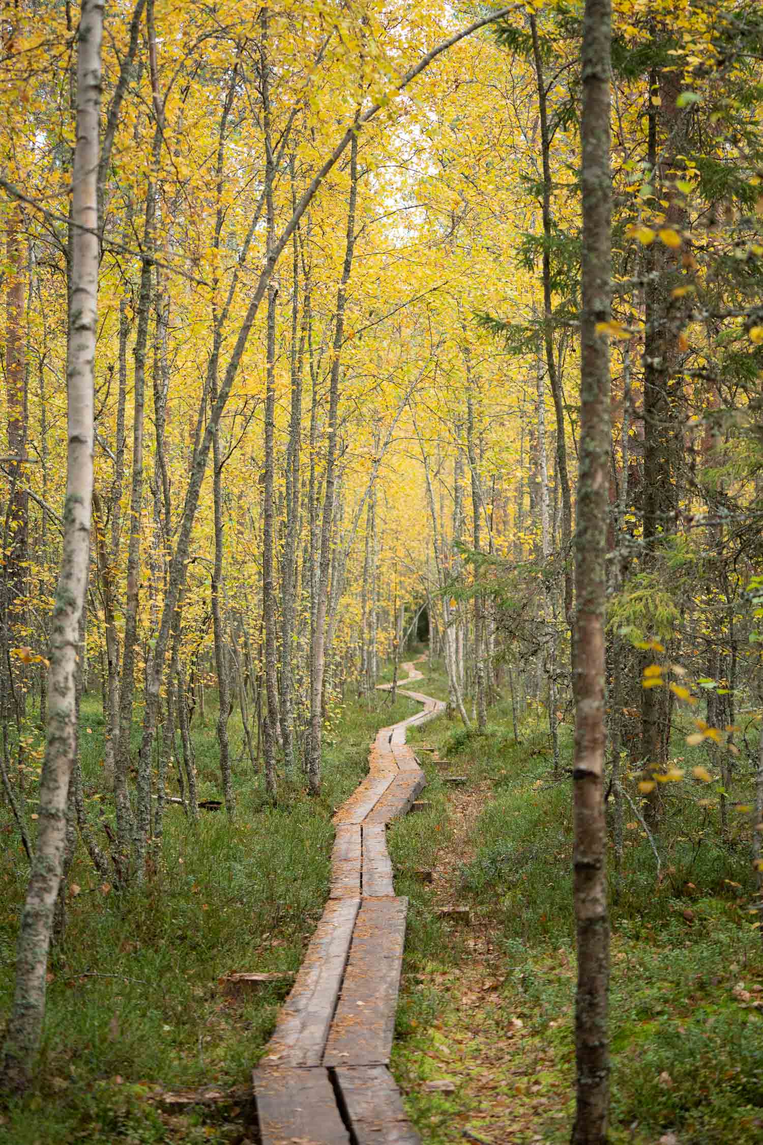 Kintulammen retkeilyalue Tampereella. Valokuva.