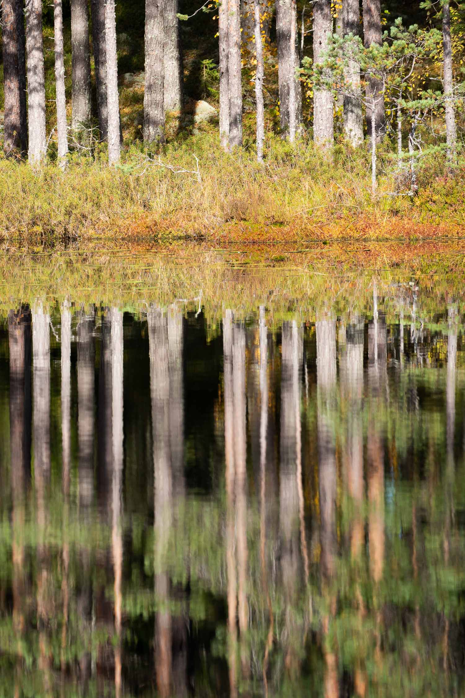 Kintulammen retkeilyalue Tampereella. Valokuva.