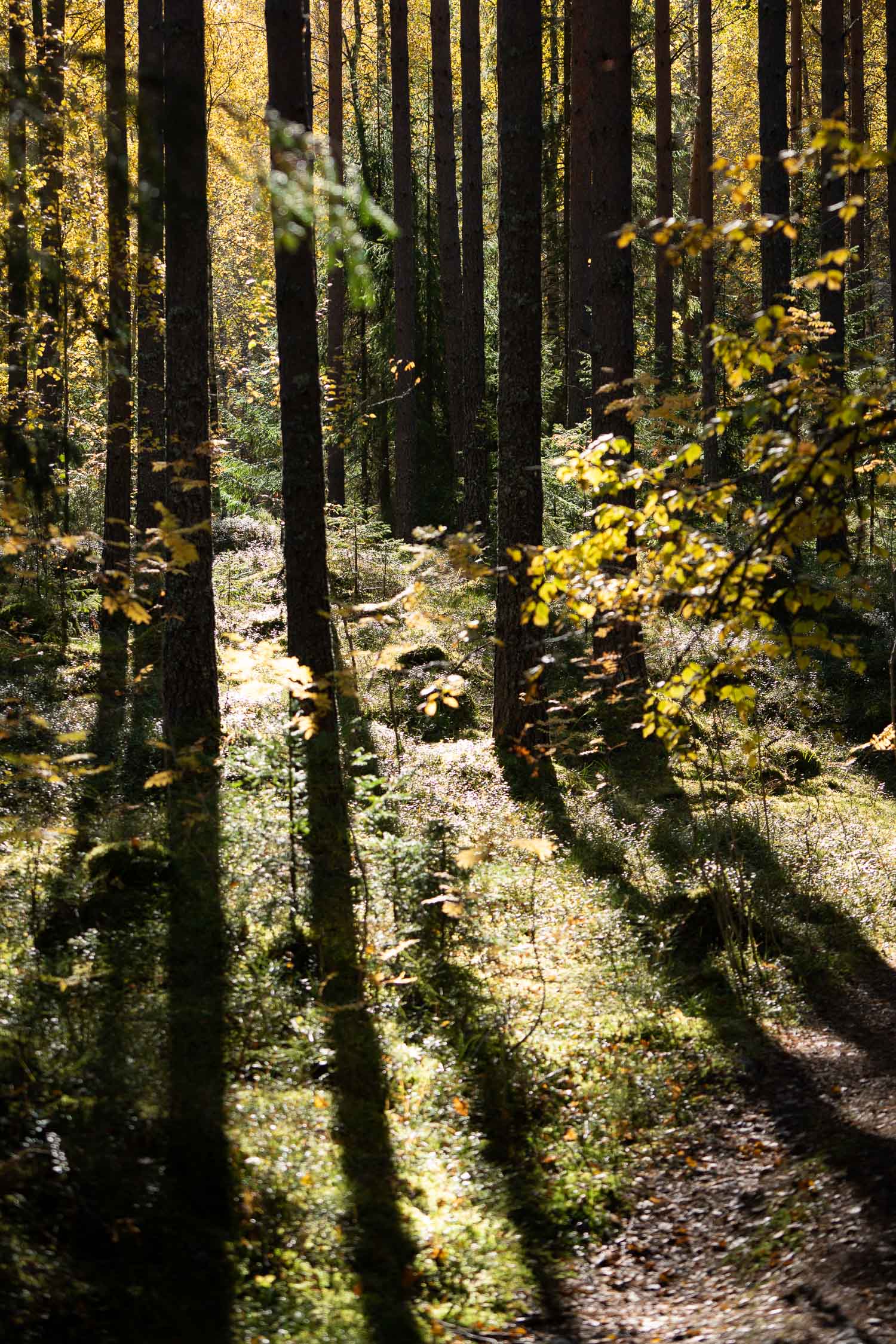 Kintulammen retkeilyalue Tampereella. Valokuva.