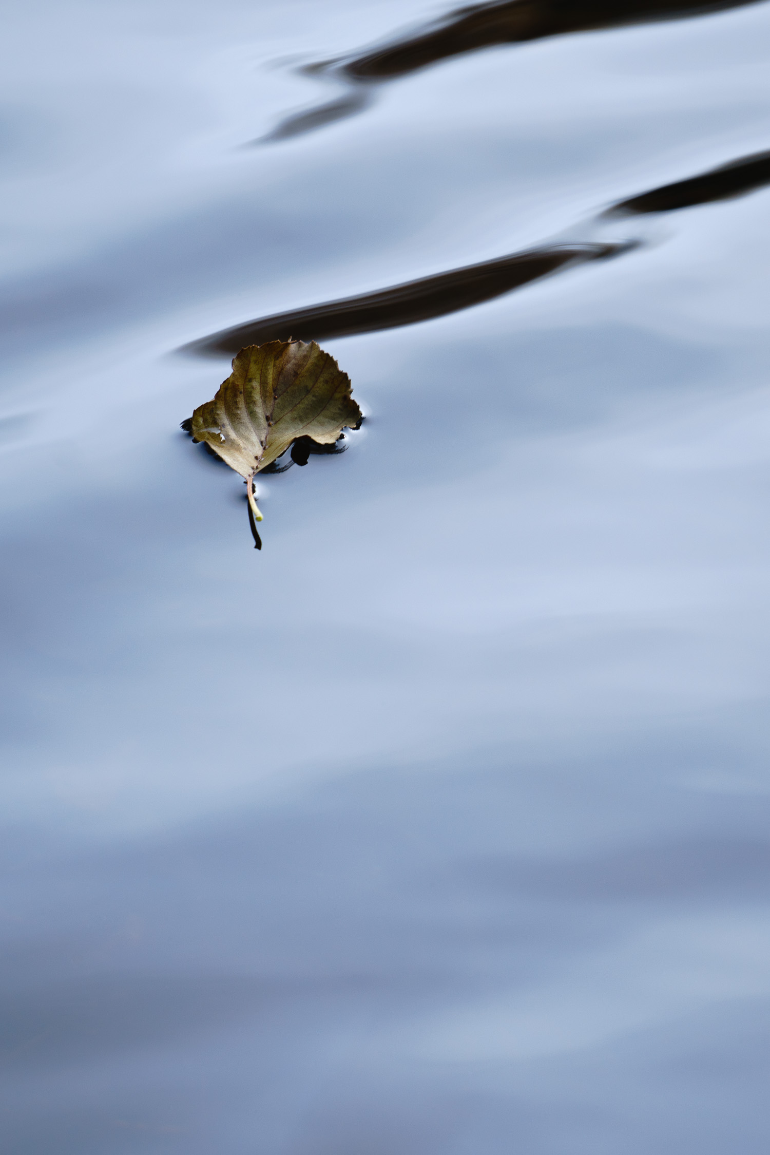 Luonnon yksityiskohtia Hervannan retkeilykohteessa. Valokuva.