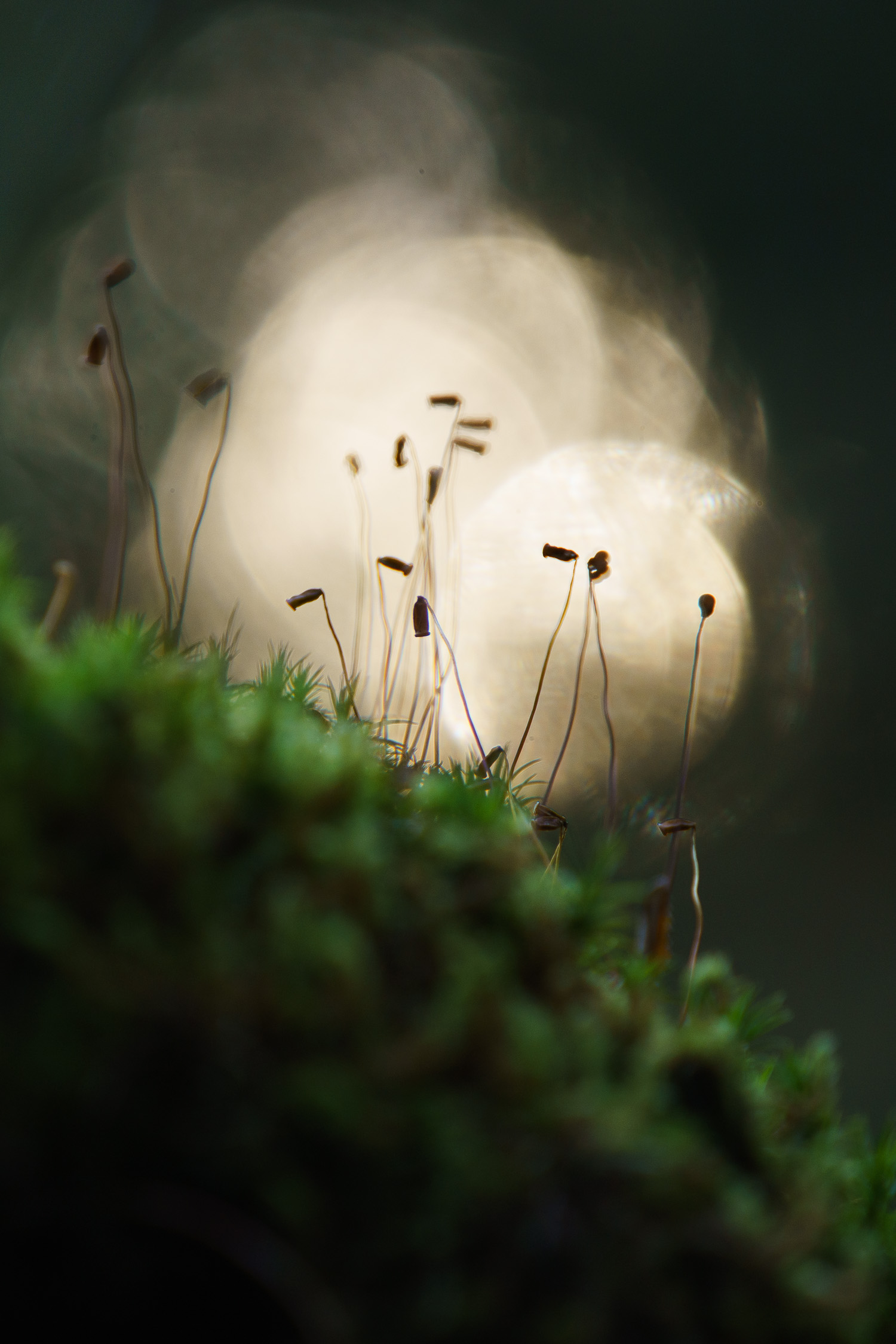 lähiluontoa hervannassa retkeilypolulla. Valokuva.