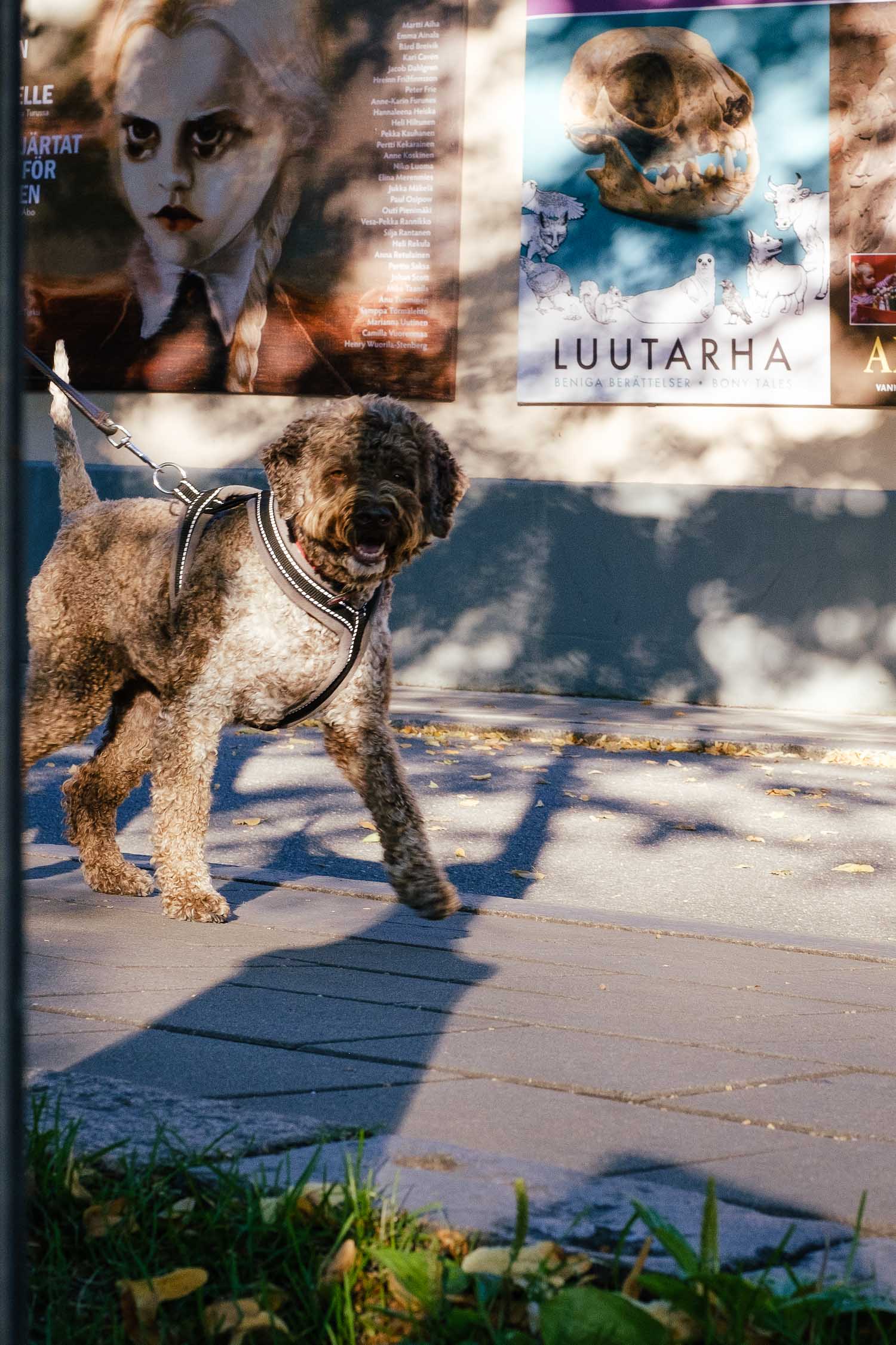 Luontoyhteys eläinten kanssa. Valokuva.