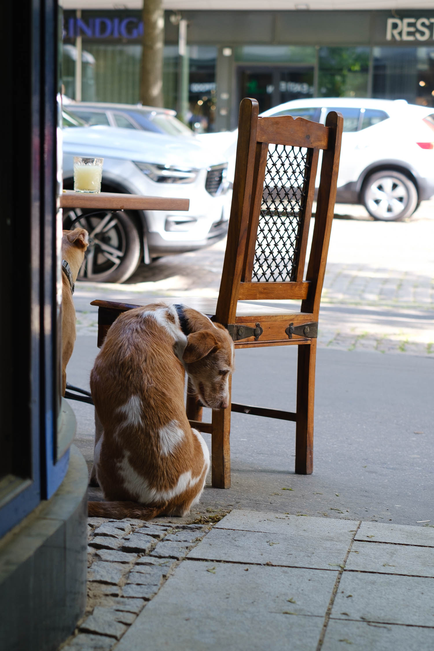 Luontoyhteys eläinten kanssa. Valokuva.