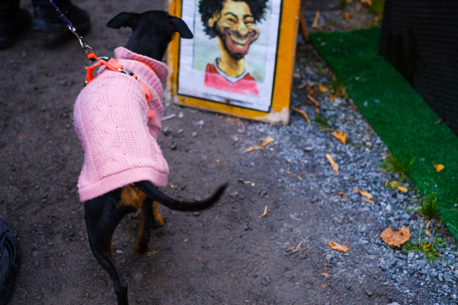 Luontoyhteys eläinten kanssa. Valokuva.