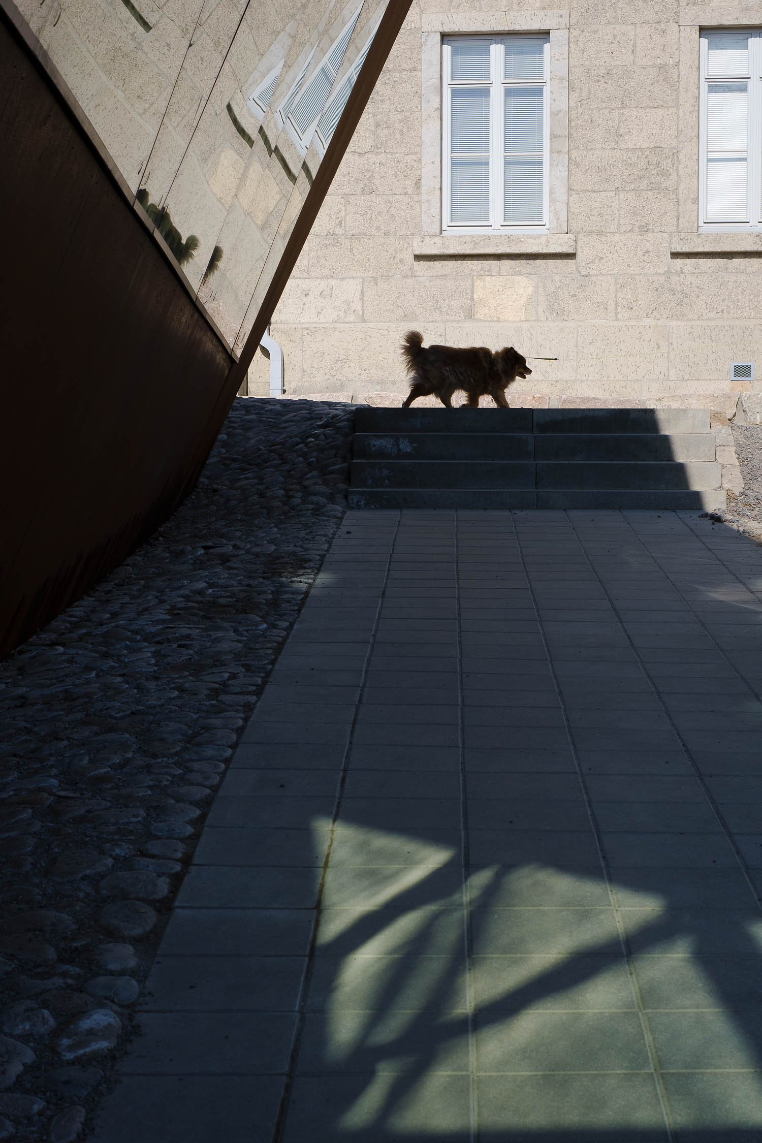 Luontoyhteys eläinten kanssa. Valokuva.