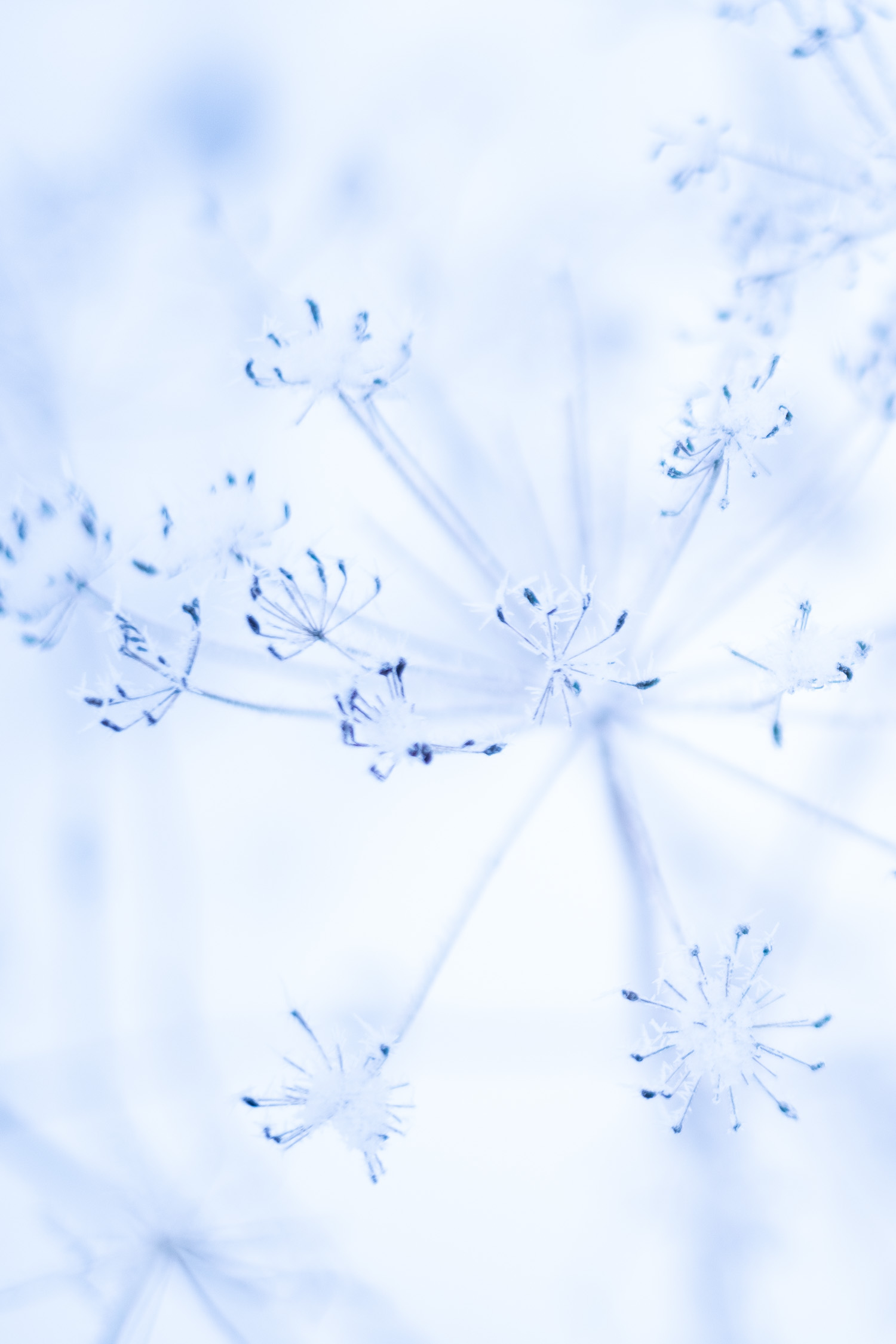 Talventörröttäjät kuuran peitossa talvisessa maisemassa. Valokuva.