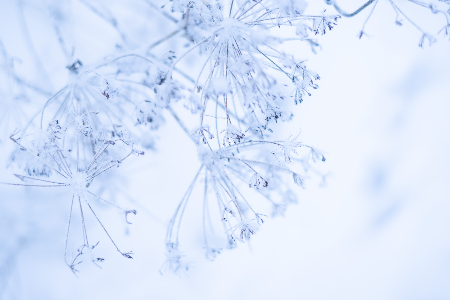 Talventörröttäjät kuuran peitossa talvisessa maisemassa. Valokuva.