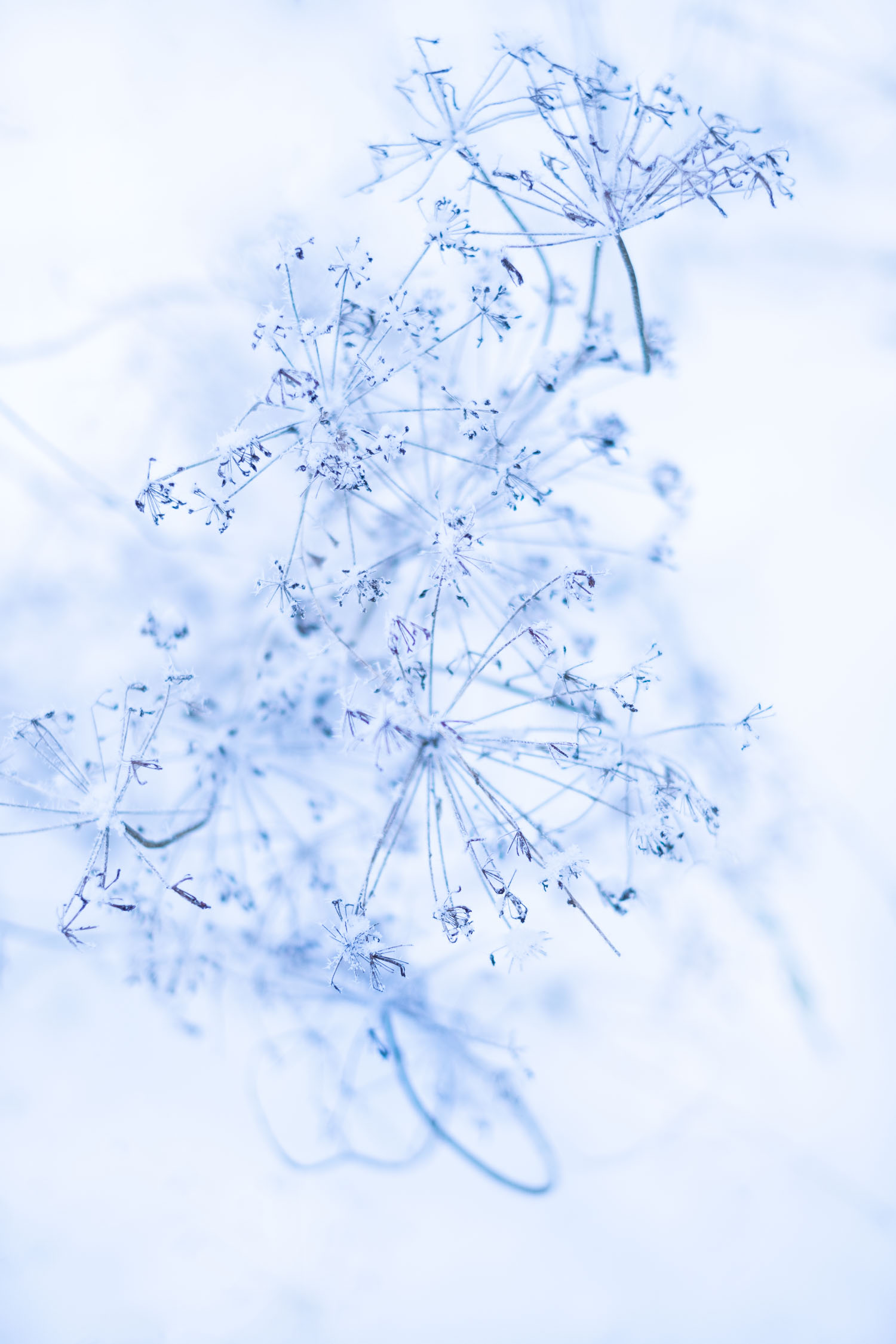 Talventörröttäjät kuuran peitossa talvisessa maisemassa. Valokuva.