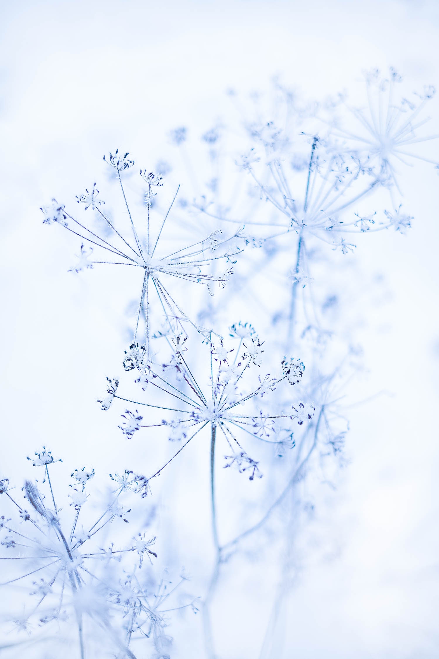 Talventörröttäjät kuuran peitossa talvisessa maisemassa. Valokuva.