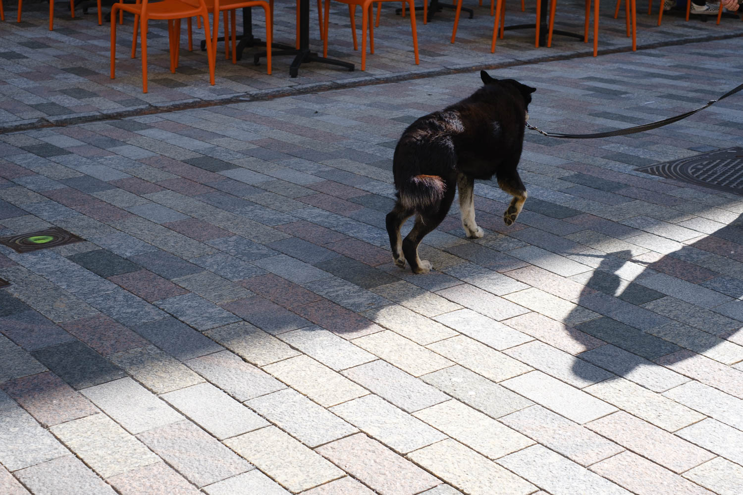 Luontoyhteys eläinten kanssa. Valokuva.
