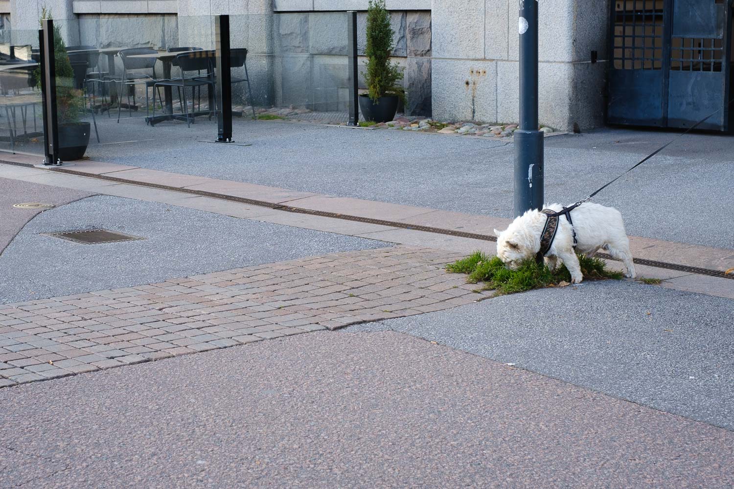 Luontoyhteys eläinten kanssa. Valokuva