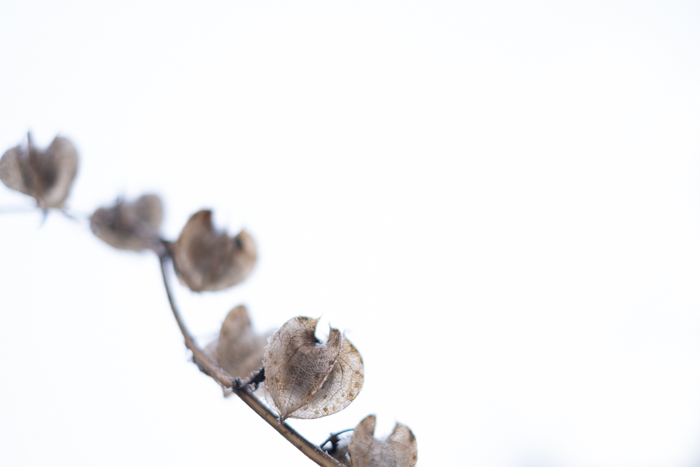 Talventörröttäjä kasvimaapalstalla. Valokuva.