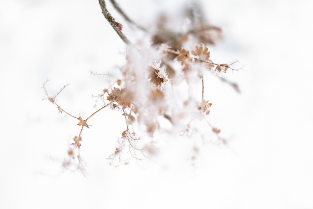 Talventörröttäjä kasvimaapalstalla. Valokuva.