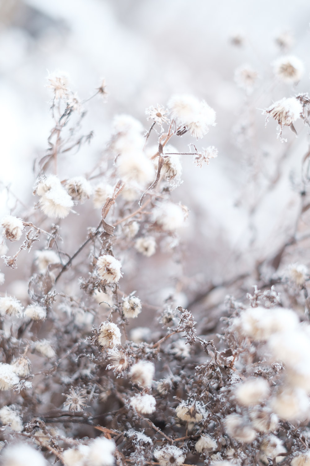 Talventörröttäjä kasvimaapalstalla. Valokuva.