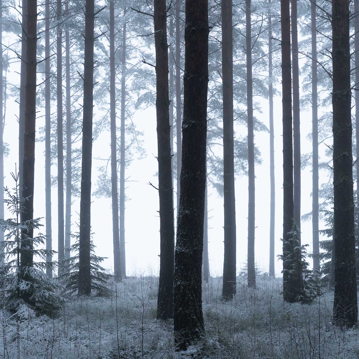 Talvinen metsäluonto. Valokuva.