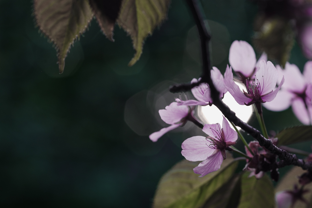 Rusokirsikkapuu Prunus Sargentii. Valokuva.