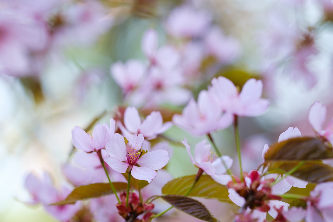 Rusokirsikkapuu Prunus Sargentii. Valokuva.