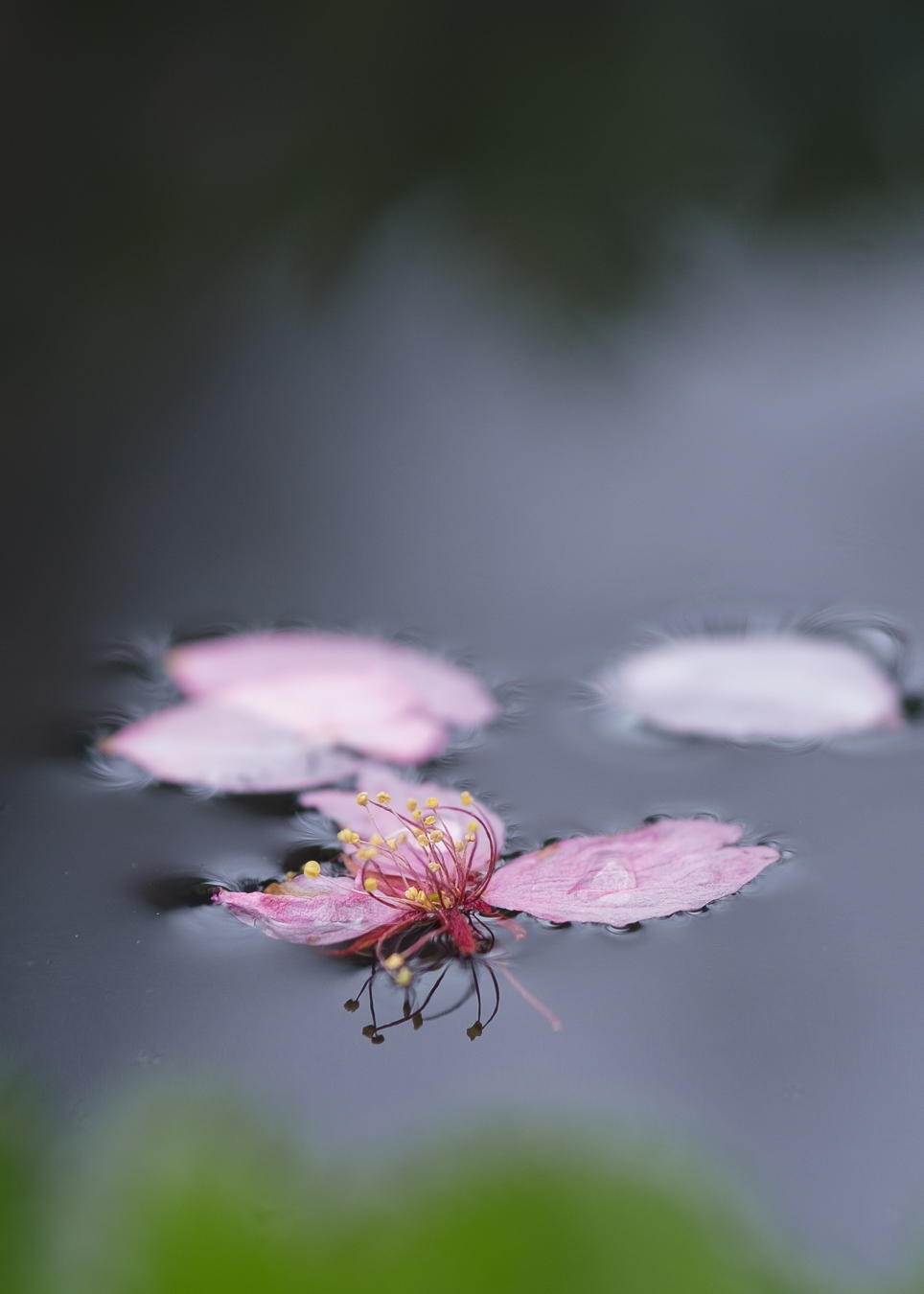 Rusokirsikkapuu Prunus Sargentii. Valokuva.