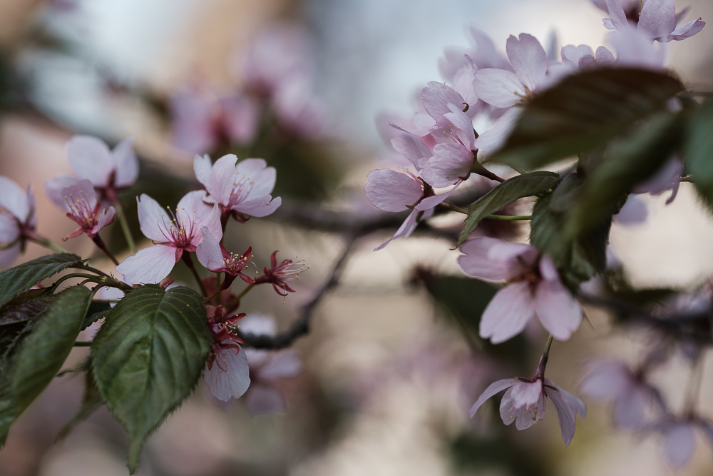 Rusokirsikkapuu Prunus Sargentii. Valokuva.