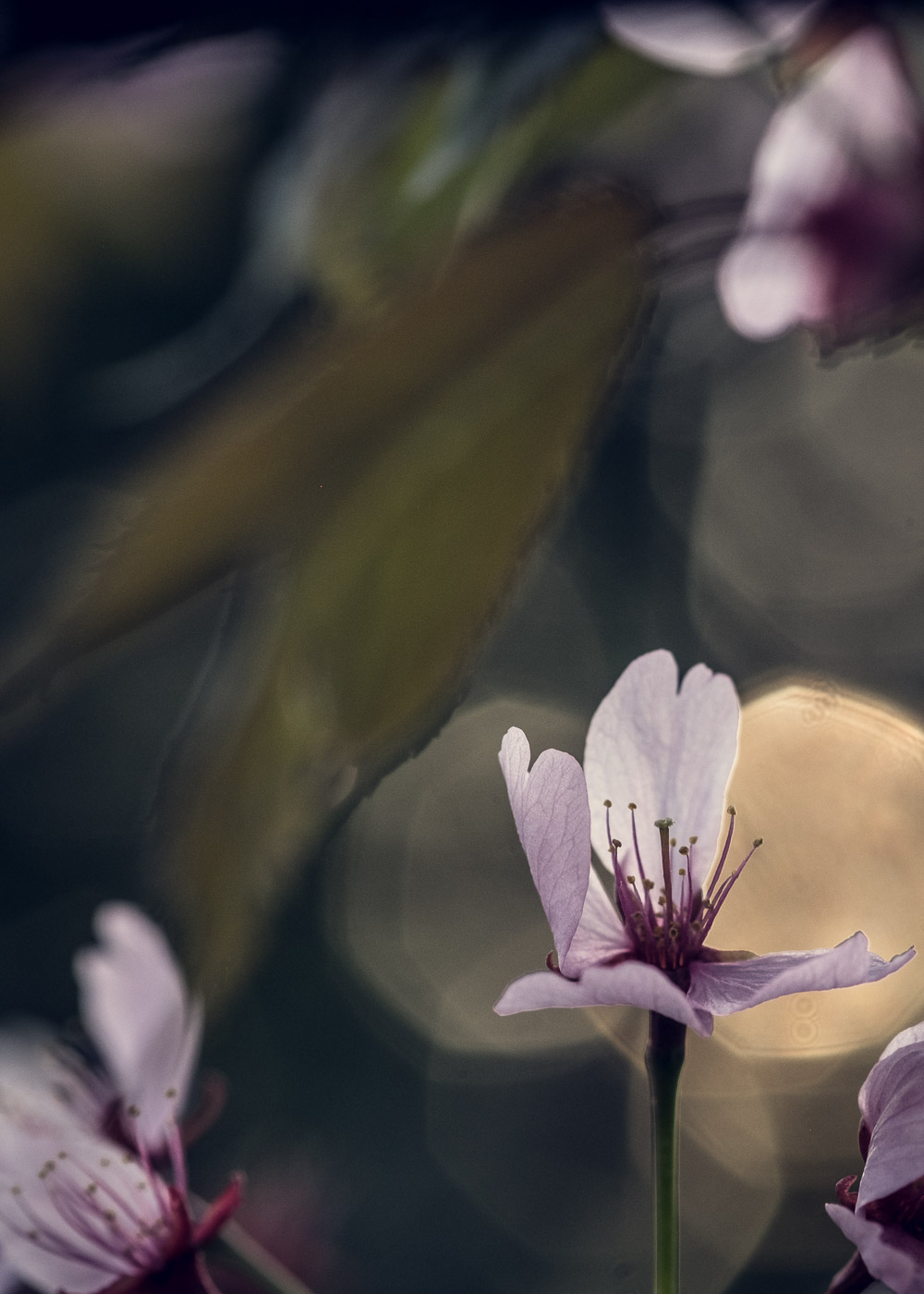 Rusokirsikkapuu Prunus Sargentii. Valokuva.