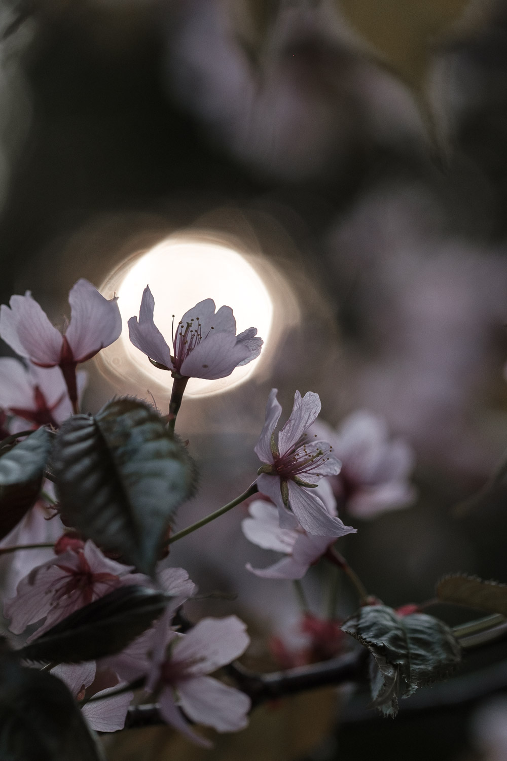 Rusokirsikkapuu Prunus Sargentii. Valokuva.