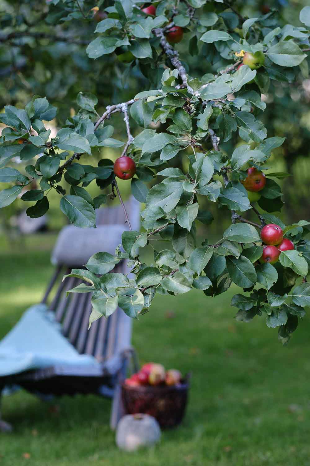 Omenareseptit omenasadon hyödyntämiseksi. Valokuva.