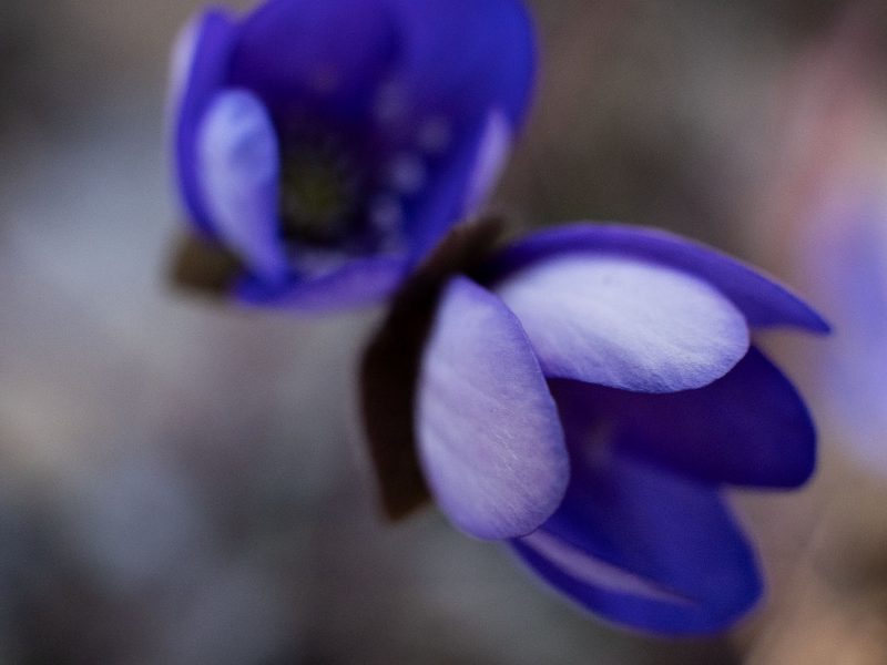 Sinivuokkoja metsässä. Valokuva.