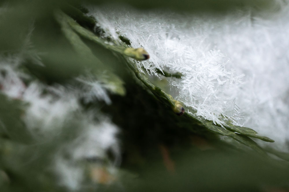 Snowflakes macro photography. Valokuva.